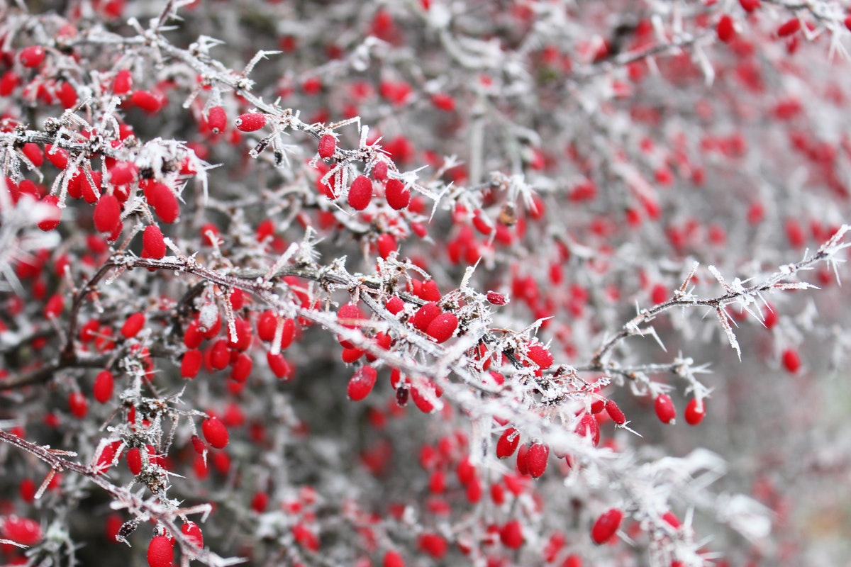 Close up of frozen red berries on shrub