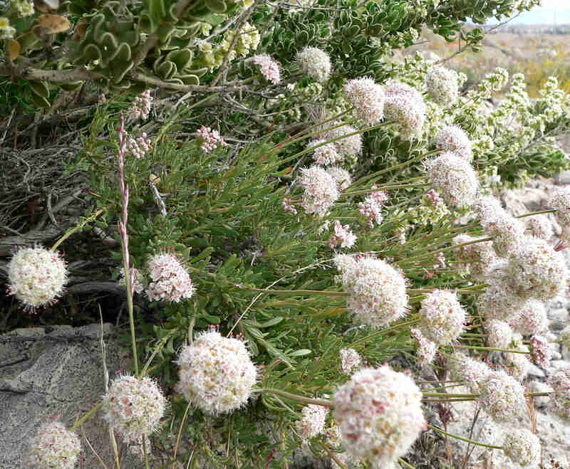 several puff-like clusters of buckwheat flowers