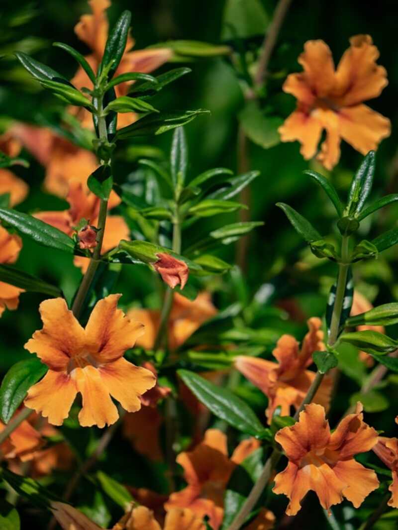 close up of bright orange bush monkey flowers