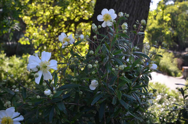 bush anemone plant with dark green leaves and white flowers