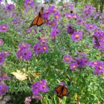 Butterfly Garden: How to Design One