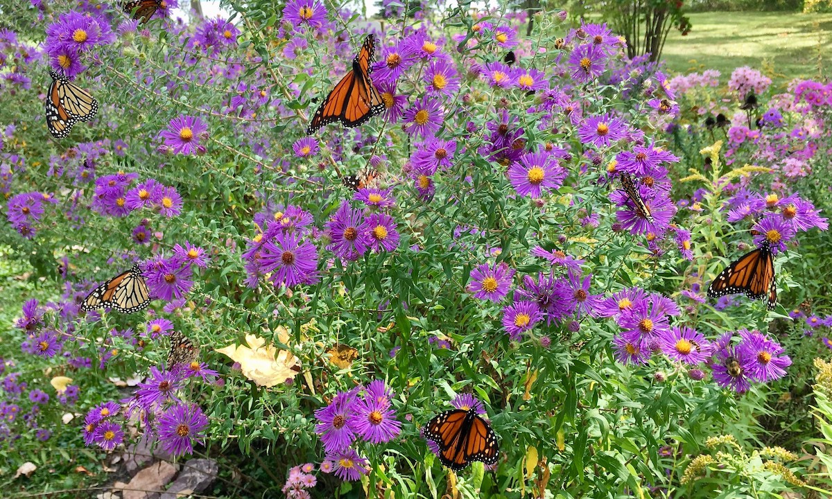 Monarch butterflies flying around aster flowers