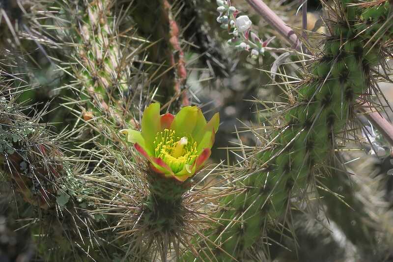close up of a bright green California cholla flower and spines
