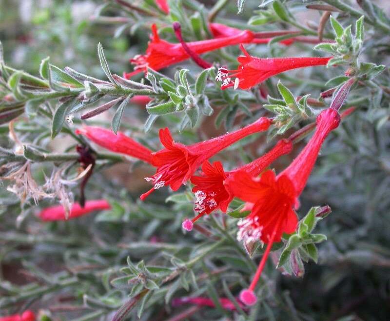 Close up of tubular bright red California fuchsia flowers