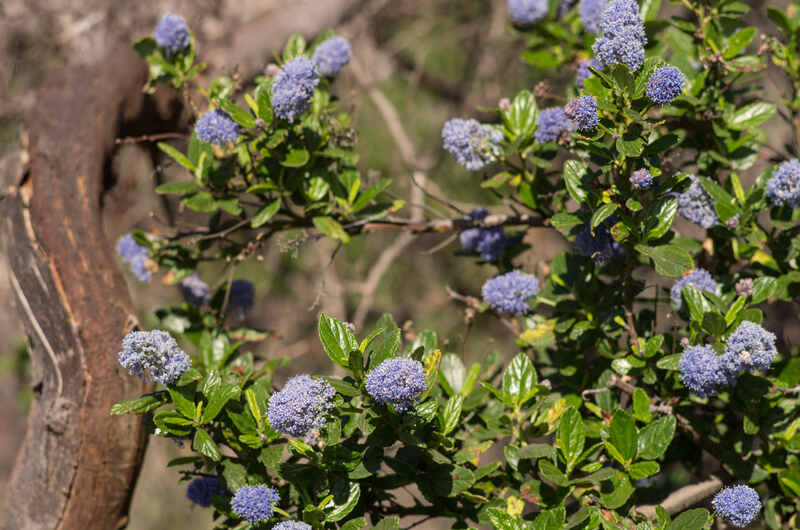 California lilac shrub with clusters of blue flowers