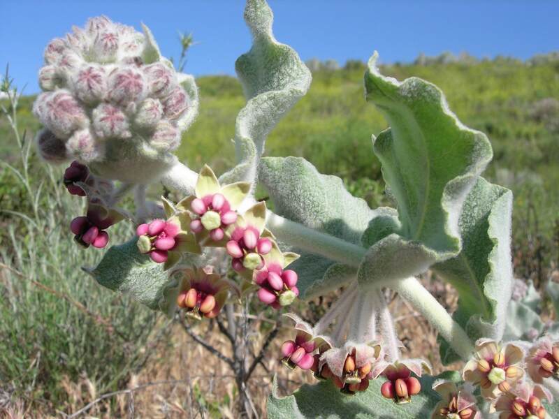 California milkweed plant with pink seeds and buds