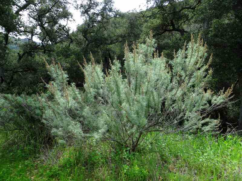 small California sagebrush bush with light green leaves