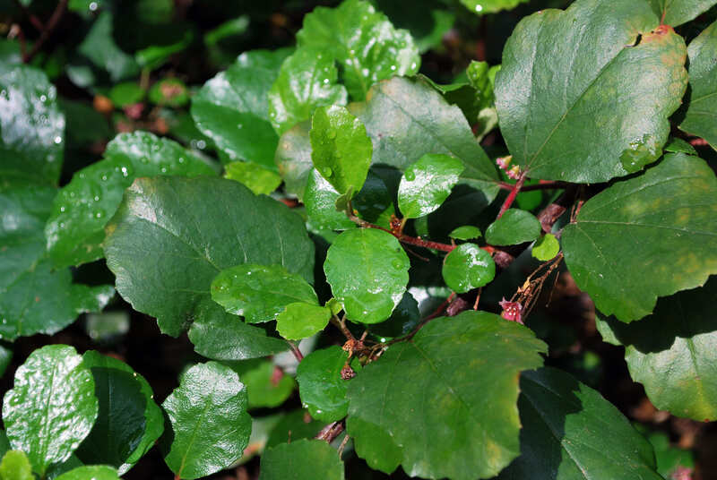 close up of a Catalina currant plant's dark green leaves