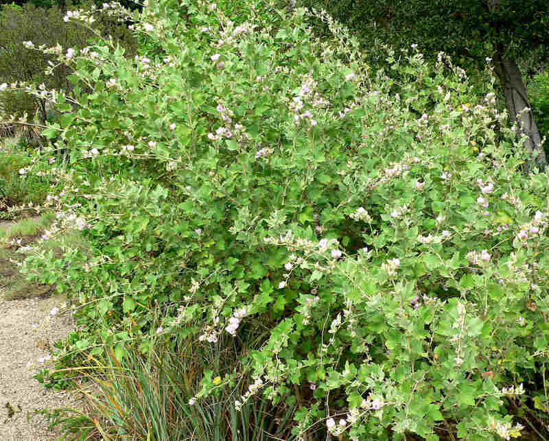 chaparral mallow bush with small white flowers