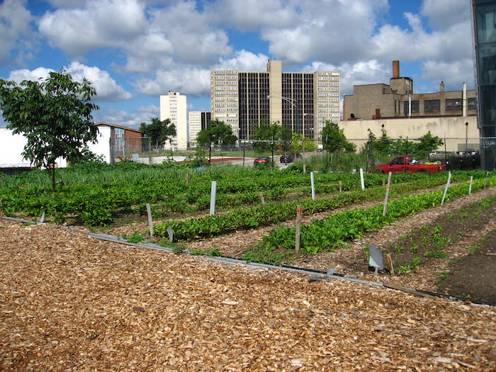 North view of a Chicago urban garden