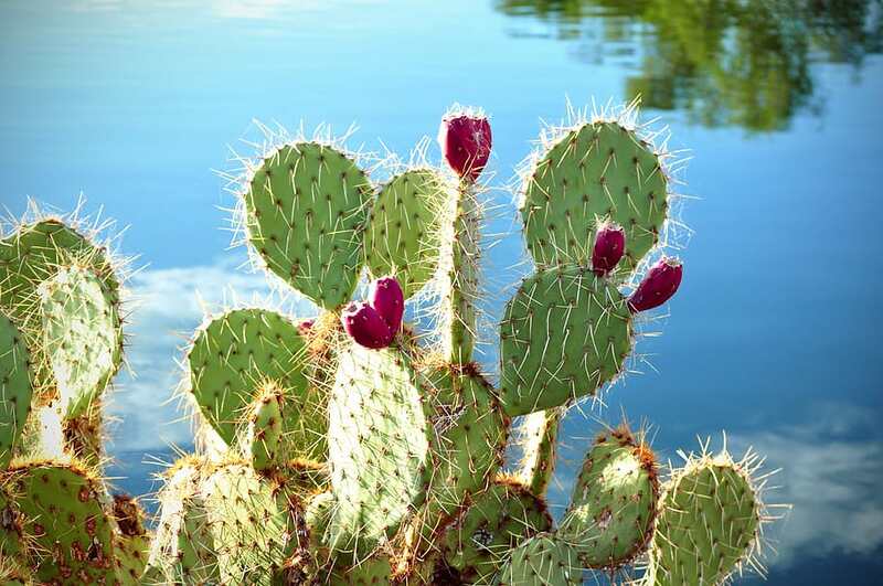 prickly pear cactus with purple fruits