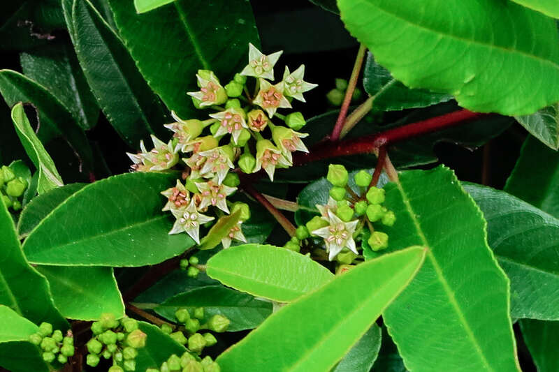 close up of a coffeeberry shrub's small green flowers