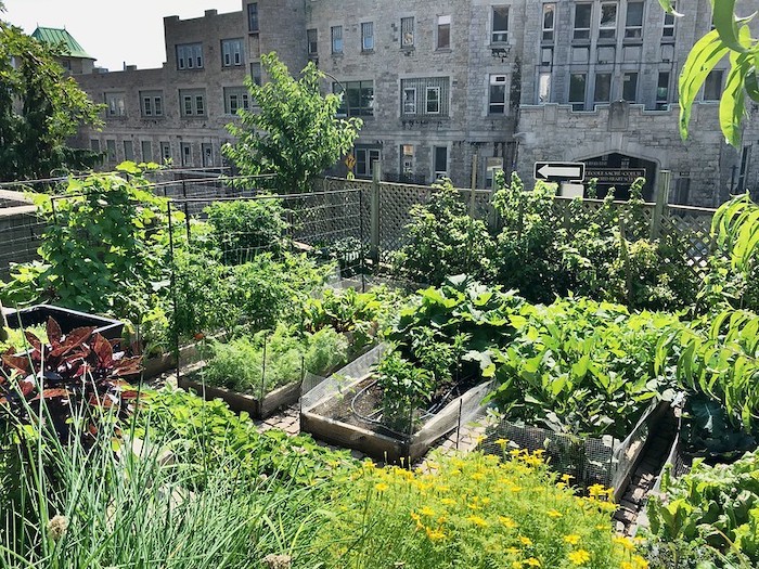 Large urban vegetable garden with city buildings in the background