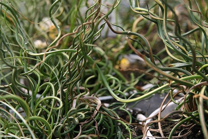 Close up of corkscrew rush plant