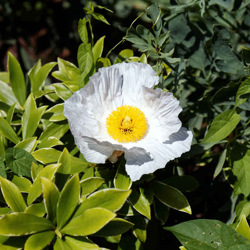 close up of white poppy flower with bright yellow center
