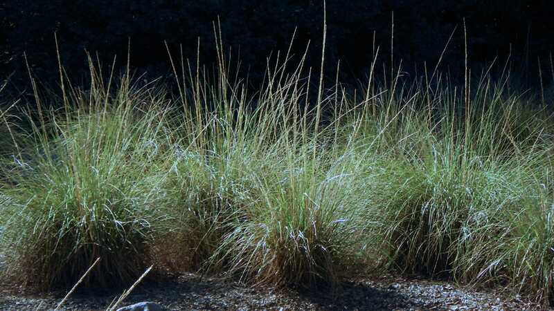 clumps of long deer grass