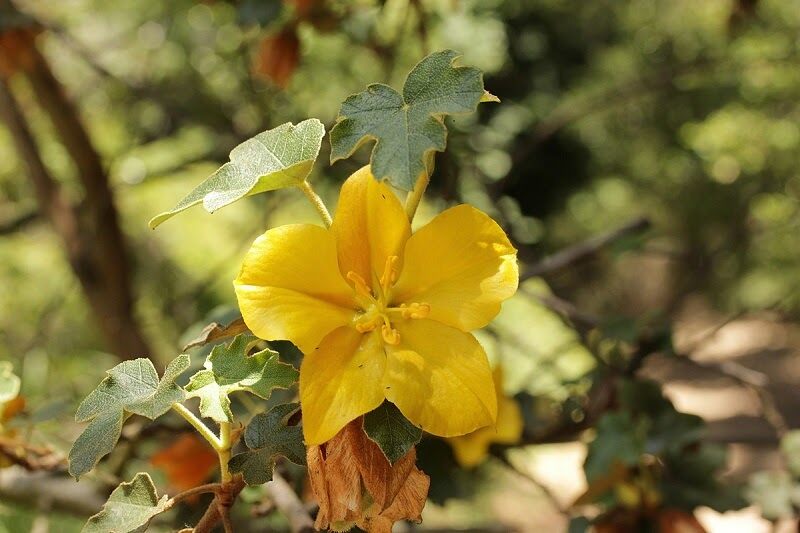 close up of a flannel bush's small yellow flower