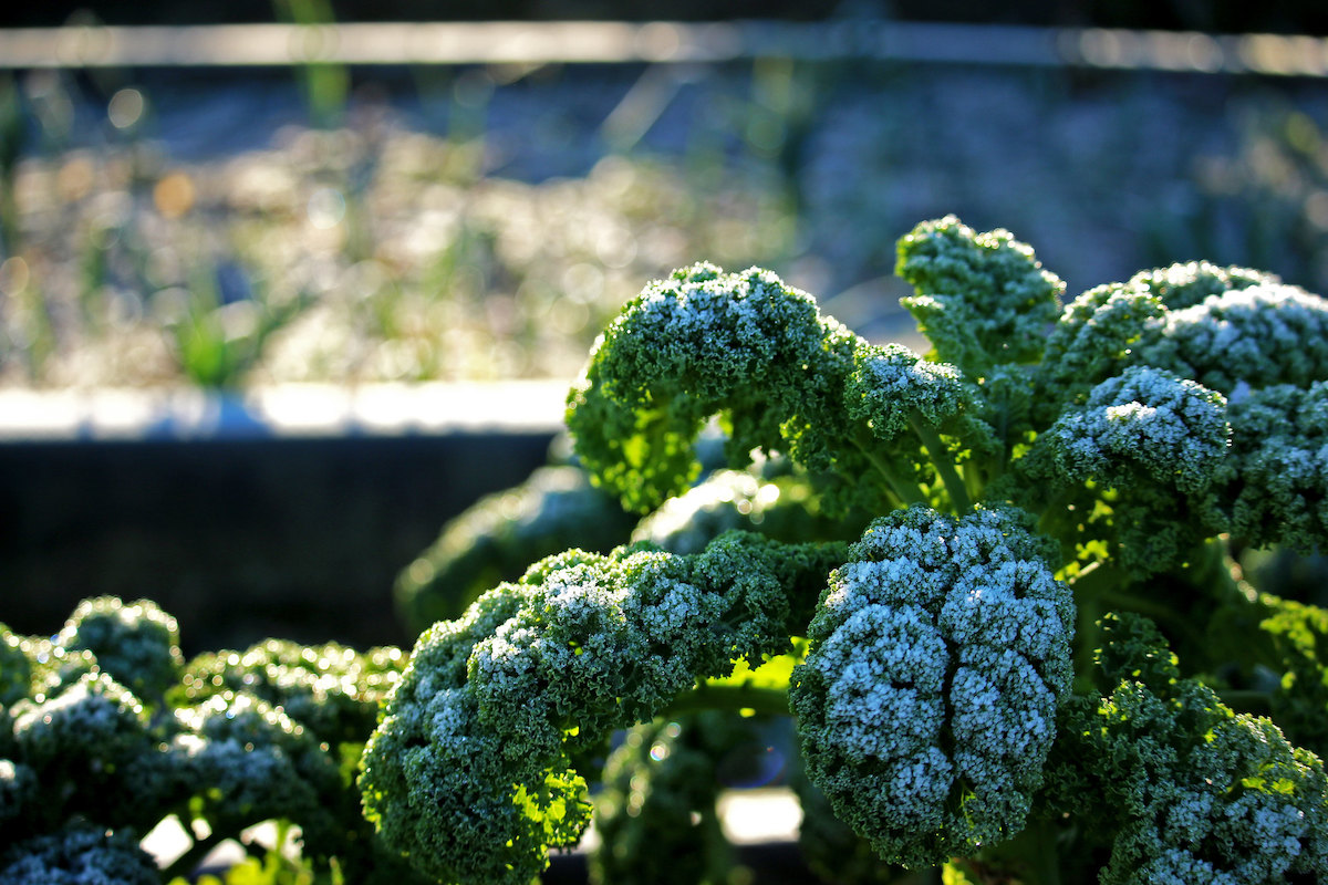 Frosted kale with glowing sun in the background