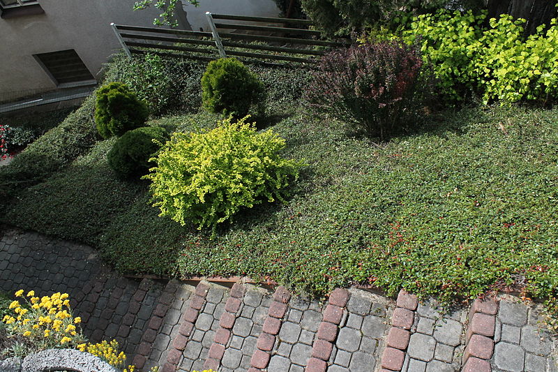 Looking down on a large bed of ground cover plants next to a set of paver stairs