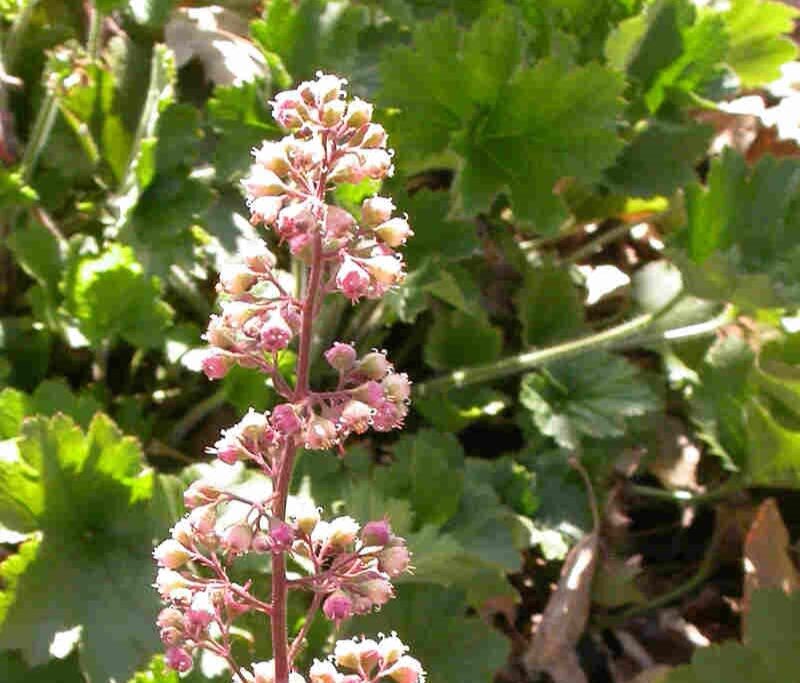 closeup of Island alum root