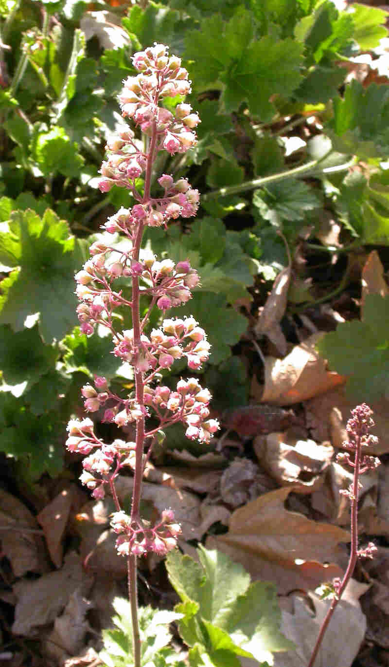 upright clusters of small pink flowers