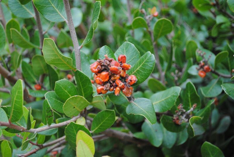 the lemonade berry shrub's small red fruits