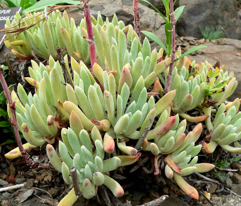 yellow-green dudleya succulent leaves