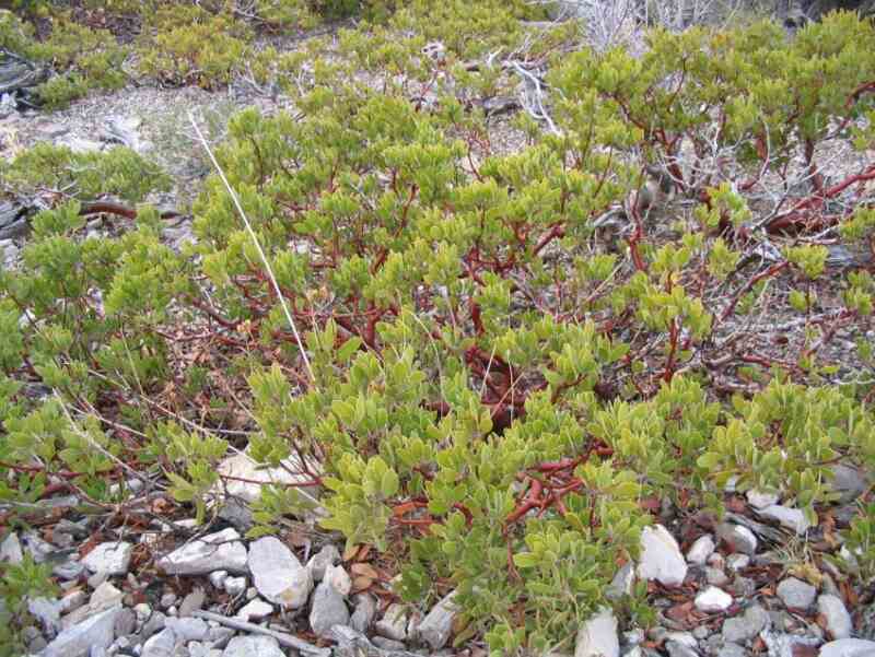 manzanita shrub with red bark and light green leaves