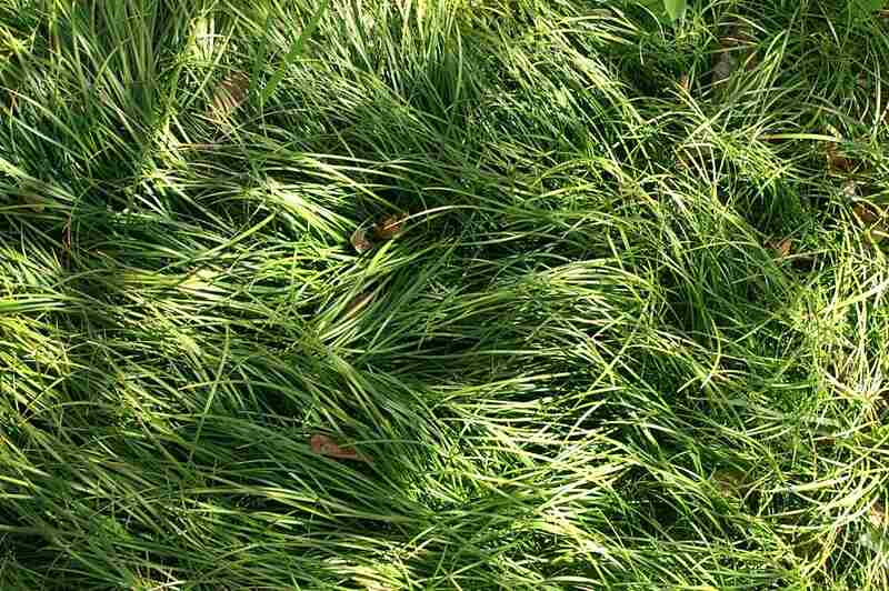 closeup image of a mondo grass in a lawn