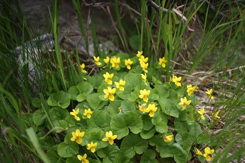 tiny yellow mountain violet flowers