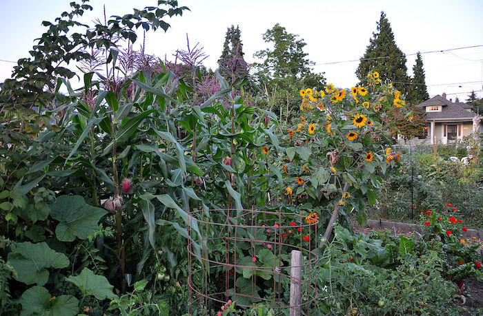 Everett Community Garden in northeast Portland, Oregon, in the United States