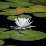 16 Plants to Grow in Your Water Garden (And 6 to Avoid)