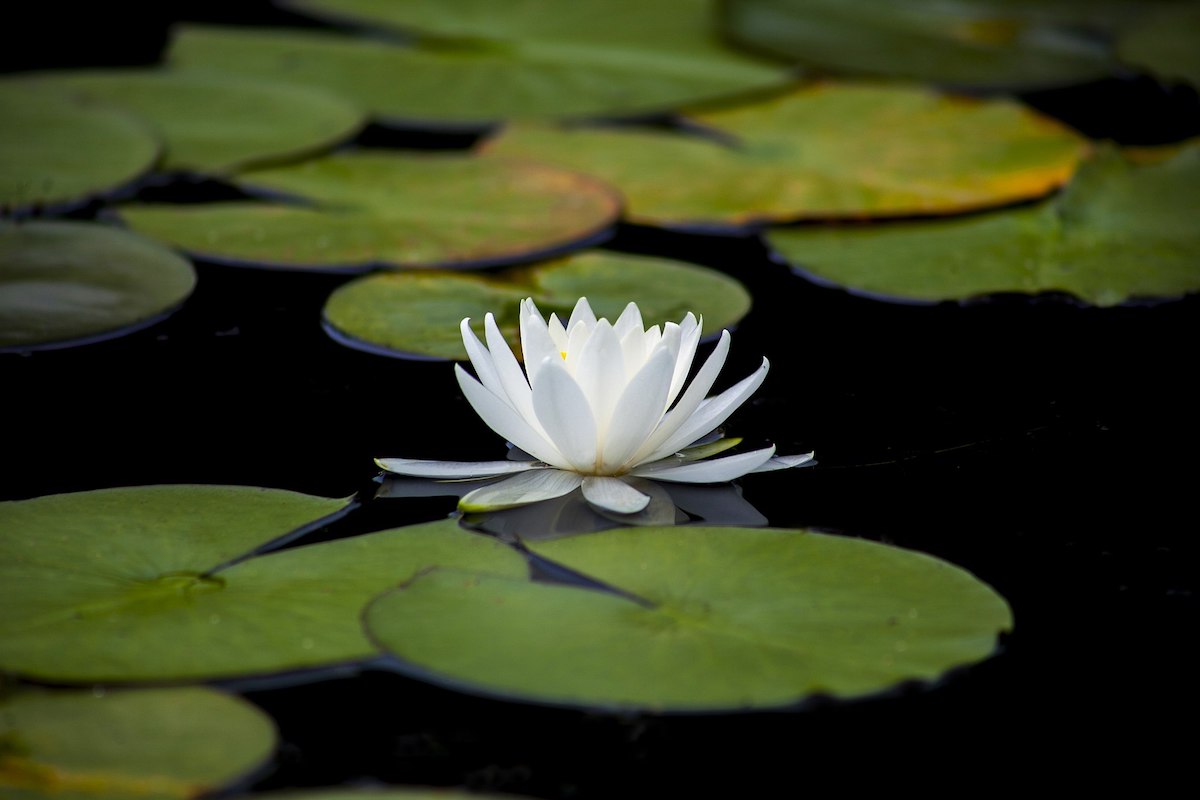 Single white water lily floats on water surface surrounded by lily pads