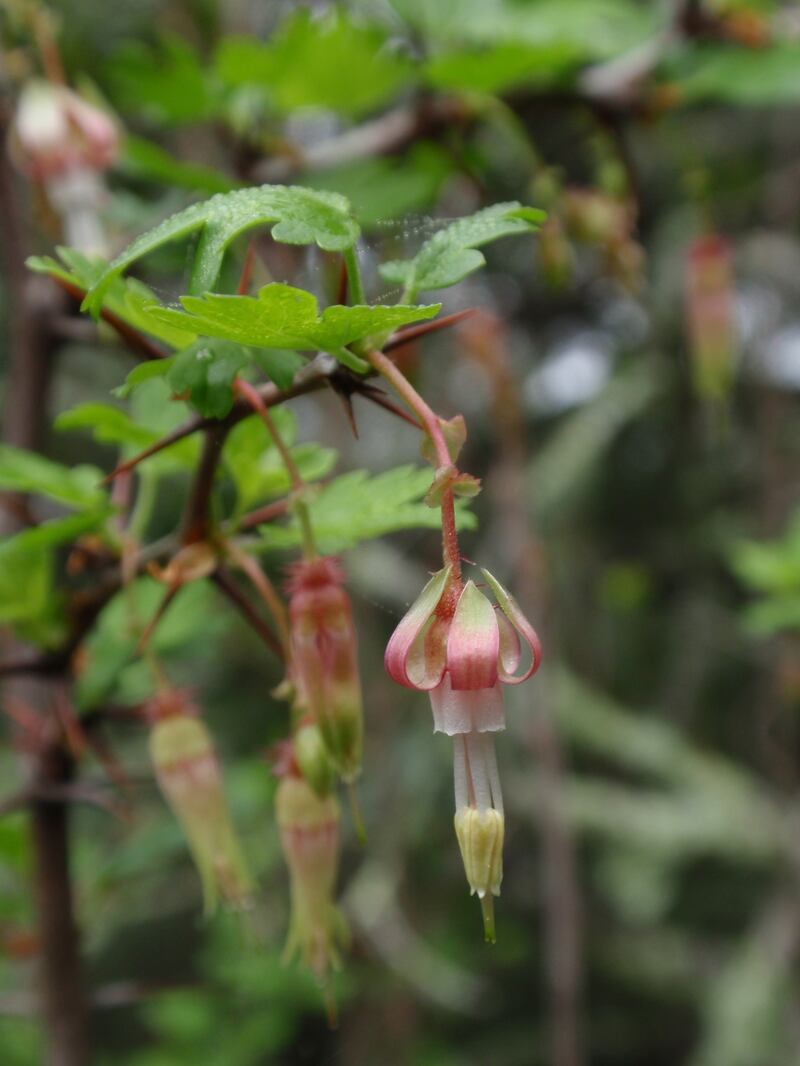 close up of the California gooseberry's dropper-shaped flowers