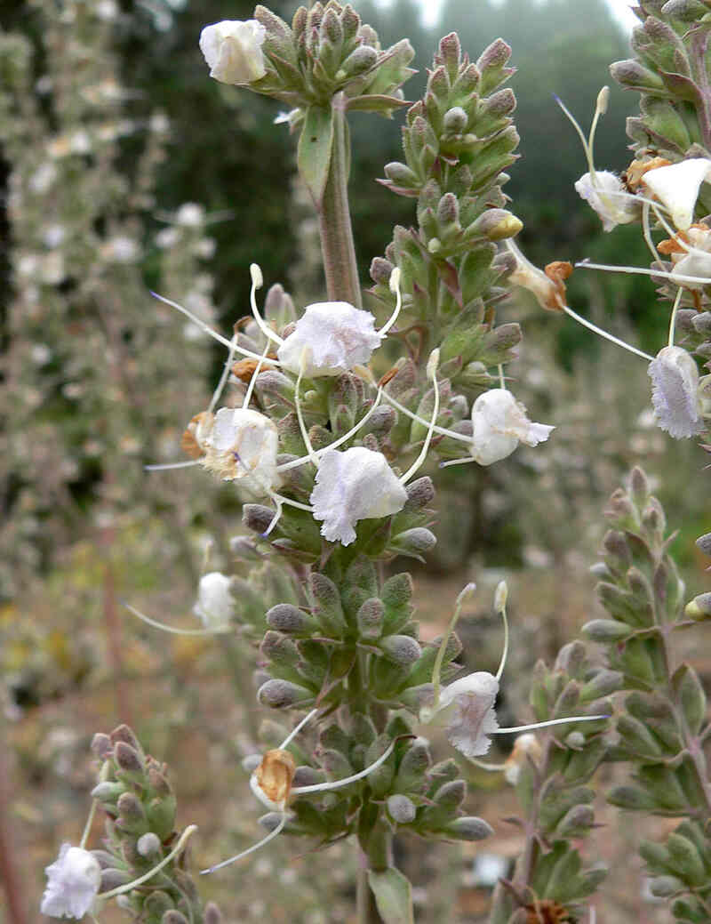 close up of white sage flowers and leaves