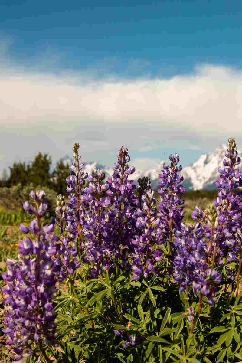 several upright, purple silver lupine flowers