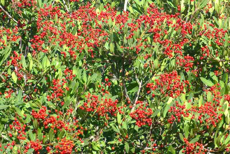 toyon bush covered in red berries