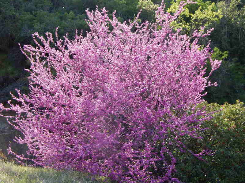 western redbud shrub in bloom with bright pink flowers