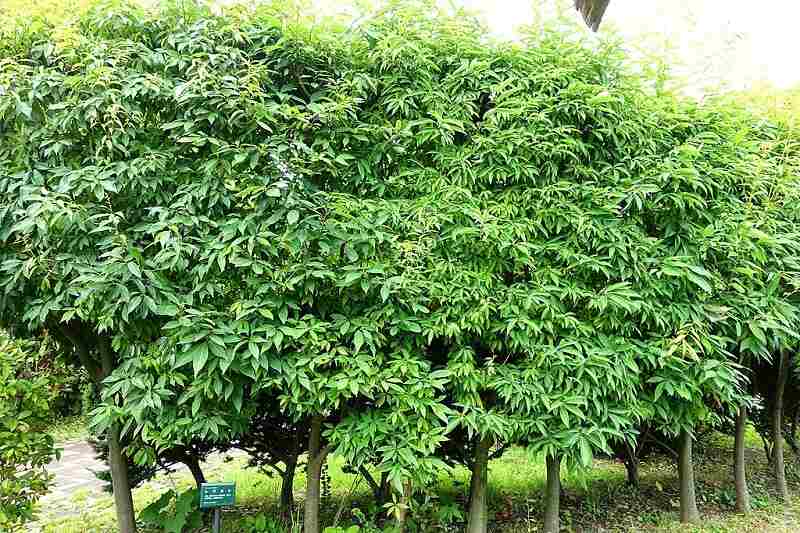 row of bamboo leaf oak trees