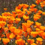 32 Native Plants for California: Flowers, Succulents, Shrubs, and Trees