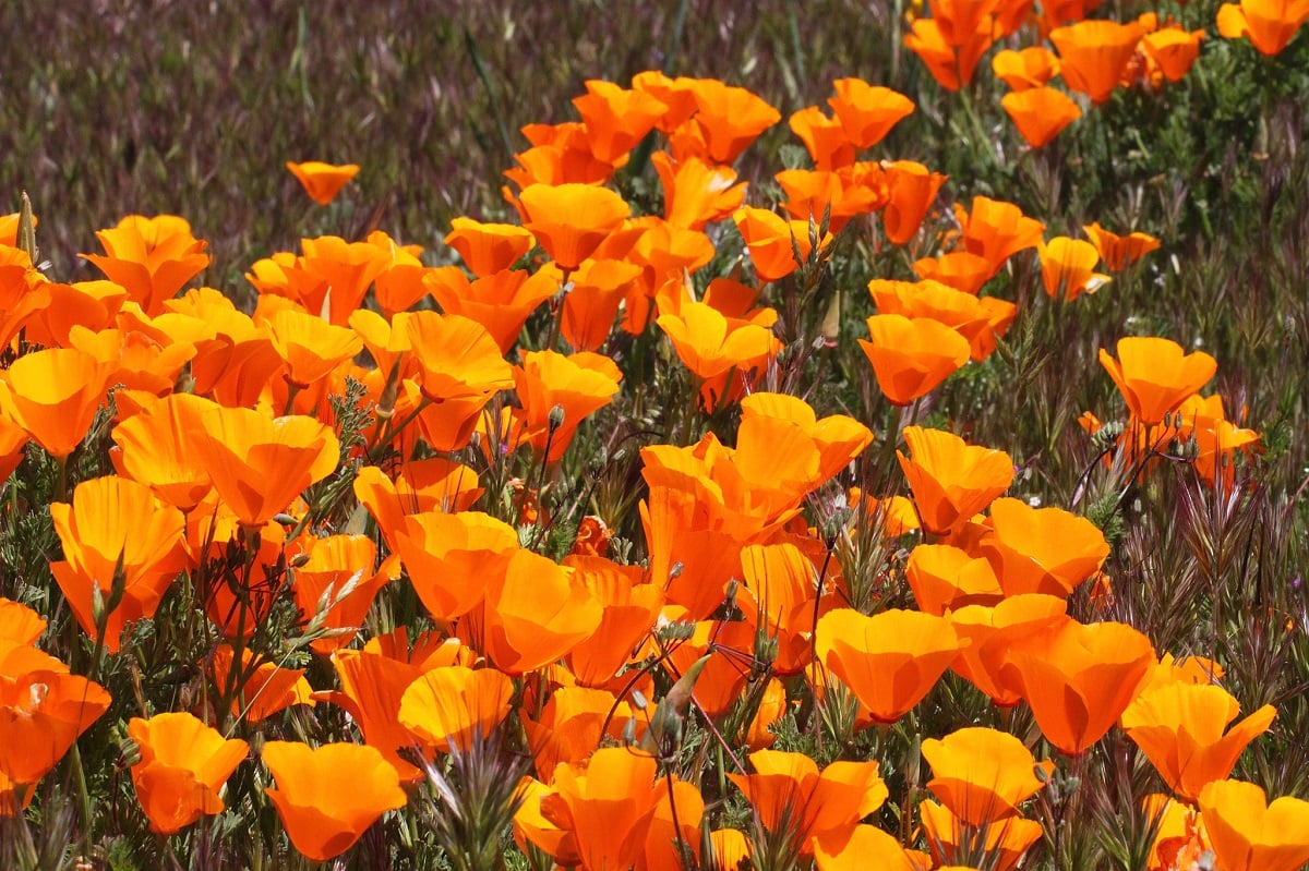 field of bright orange California poppies