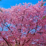 15 Flowering Trees to Transform Your Yard