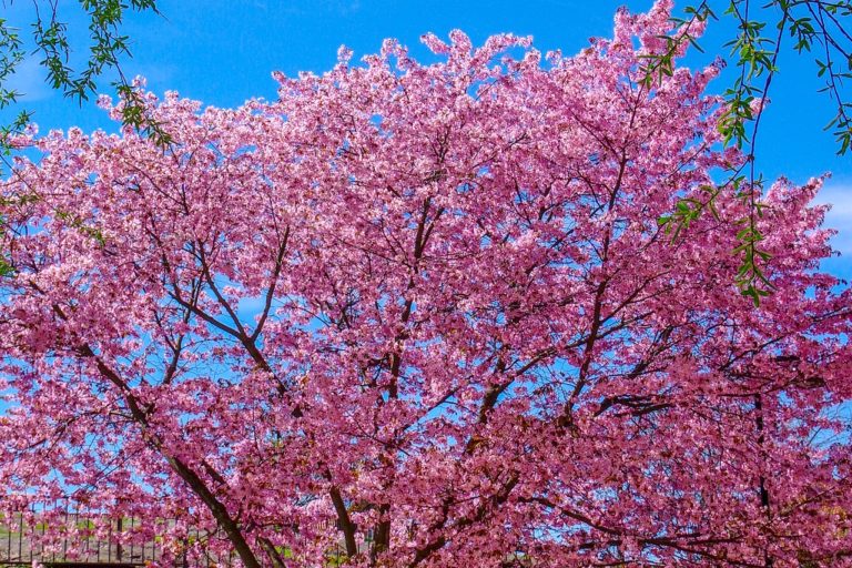 cherry tree with blue sky