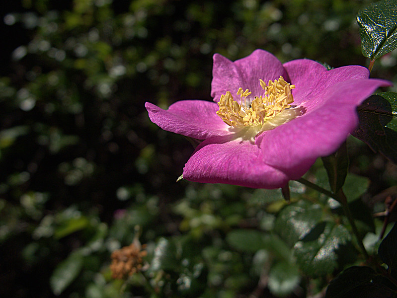 close-up of a light pink clustered wild rose flower
