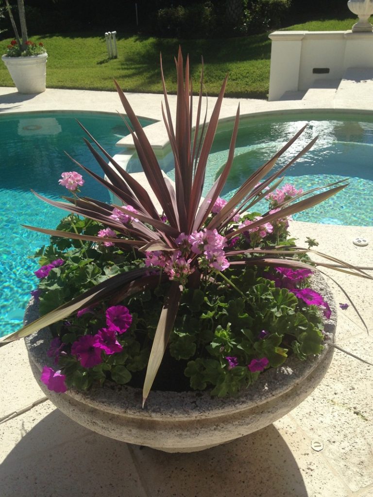 container with various plants in front of swimming pool