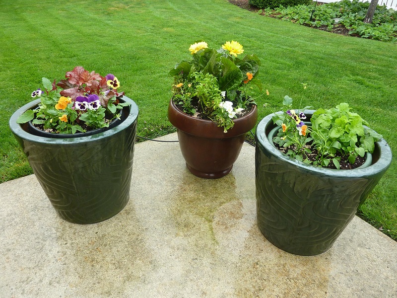three pots with flowers in a backyard