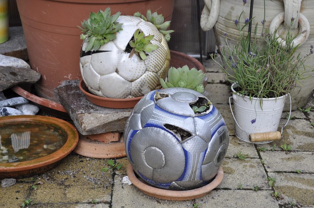 football plants