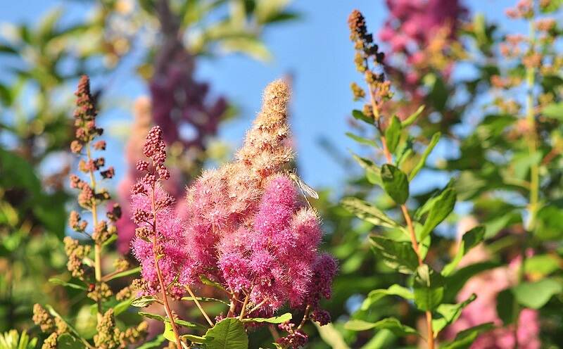 pink Douglas spiraea flowers