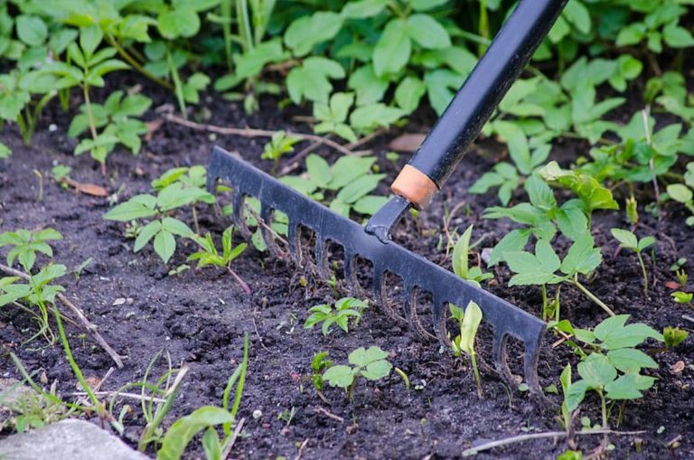 A black garden rake smoothes the garden's soil
