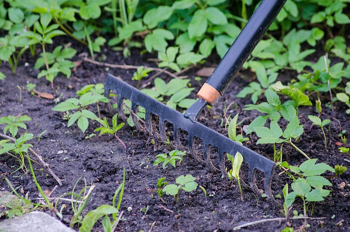 A black garden rake smoothes the garden's soil